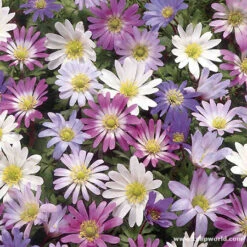 Sensational Summer Blooms Collection -Plants Shop 3385 1