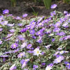 Sensational Summer Blooms Collection -Plants Shop 3385E 1