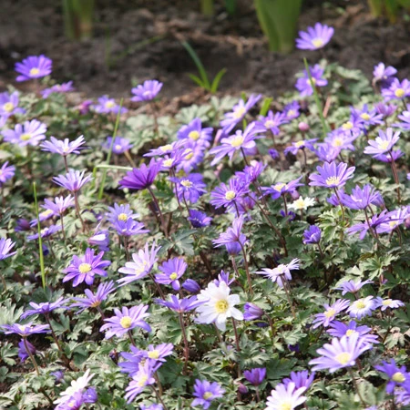 Mixed Anemone Blanda 4 Mixed Anemone Blanda - Image 2