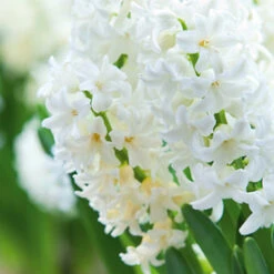 Carnegie Hyacinth -Plants Shop 34101 1