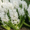 Carnegie Hyacinth -Plants Shop 34101 2