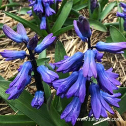 Blue Jacket Hyacinth -Plants Shop 34103 blue hyacinths 2