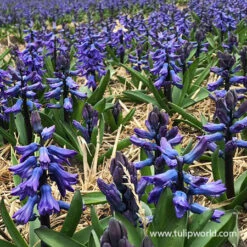 Blue Jacket Hyacinth -Plants Shop 34103 blue hyacinths 3