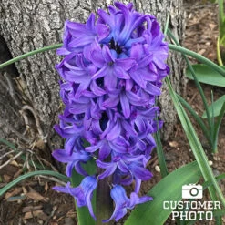 Colorful And Fragrant Hyacinth Collection -Plants Shop 34103 blue hyacinths 4 1