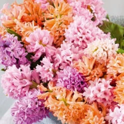 Colorful And Fragrant Hyacinth Collection -Plants Shop 34104 1 1