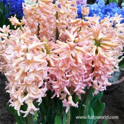 Colorful And Fragrant Hyacinth Collection -Plants Shop 34104 gipsy queen hyacinth 1
