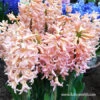 Gipsy Queen Hyacinth 1 Gipsy Queen Hyacinth -Plants Shop 34104 gipsy queen hyacinth