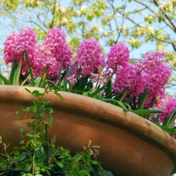 Jan Bos Hyacinth -Plants Shop 34105 1