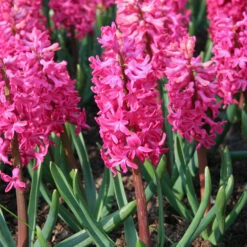 Colorful And Fragrant Hyacinth Collection -Plants Shop 34105 2 1