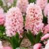 Apricot Passion Hyacinth 1 Apricot Passion Hyacinth -Plants Shop 34108 hyacinth apricot passion