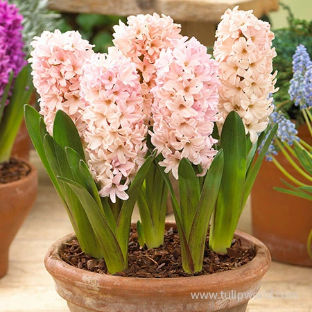 Apricot Passion Hyacinth 4 Apricot Passion Hyacinth - Image 2