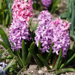 Colorful And Fragrant Hyacinth Collection -Plants Shop 34109 1 1