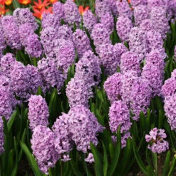 Splendid Cornelia Hyacinth -Plants Shop 34109 2
