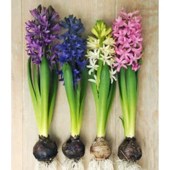 All Spring Blooms Value Collection 25 All Spring Blooms Value Collection -Plants Shop 34119 1 1
