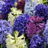 Fragrant Hyacinth Mix -Plants Shop 34119