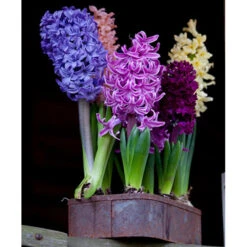 Fragrant Hyacinth Mix -Plants Shop 34119 2