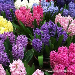 All Spring Blooms Value Collection 27 All Spring Blooms Value Collection -Plants Shop 34119 mixed hyacinths 2 1