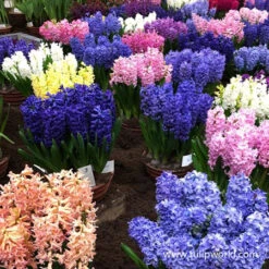 Fragrant Hyacinth Mix -Plants Shop 34119 mixed hyacinths