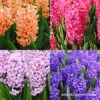 Colorful And Fragrant Hyacinth Collection -Plants Shop 34120 colorful and fragrant hyacinth collection
