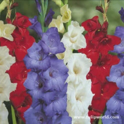 Supreme Gladiolus Collection -Plants Shop 3447