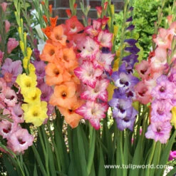 Supreme Gladiolus Collection -Plants Shop 3448 1
