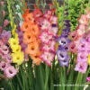 April In Paris Pastel Gladiolus Mix -Plants Shop 3448