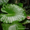 Jumbo Elephant Ear -Plants Shop 3462