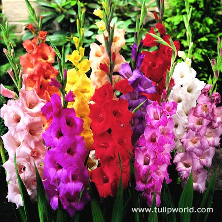 Mixed Gladiolus Value Pack 4 Mixed Gladiolus Value Pack - Image 2