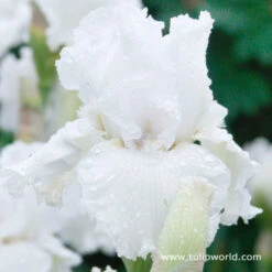 Cool Bearded Iris Collection -Plants Shop 35101