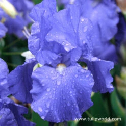 Cool Bearded Iris Collection -Plants Shop 35102 1