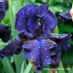 Cool Bearded Iris Collection -Plants Shop 35105