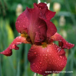 Warm Bearded Iris Collection -Plants Shop 35106
