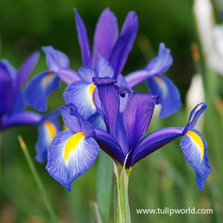 Discovery Dutch Iris 4 Discovery Dutch Iris - Image 2