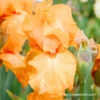 China Moon Bearded Iris -Plants Shop 35132