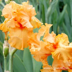 Warm Bearded Iris Collection -Plants Shop 35132 china moon bearded iris 1