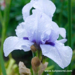 Cool Bearded Iris Collection -Plants Shop 35133 1