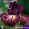 Devils Playground Bearded Iris -Plants Shop 35135