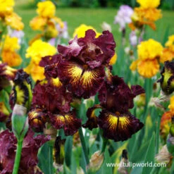 Devils Playground Bearded Iris 5 Devils Playground Bearded Iris -Plants Shop 35135 devils playground bearded iris