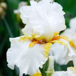 Warm Bearded Iris Collection -Plants Shop 35137 1