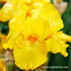 Warm Bearded Iris Collection -Plants Shop 35138