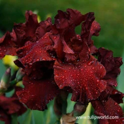 Warm Bearded Iris Collection -Plants Shop 35142 warrior king bearded iris