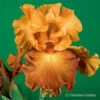 Lovely Senorita Bearded Iris -Plants Shop 35146 lovely senorita 2