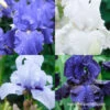 Cool Bearded Iris Collection -Plants Shop 35153 cool bearded iris collection