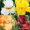 Warm Bearded Iris Collection 2 Warm Bearded Iris Collection -Plants Shop 35154 warm bearded iris collection