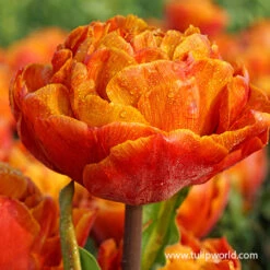 Plants Shop -Plants Shop 36100 3 tulipa brownie