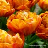 Brownie Double Late Tulips 1 Brownie Double Late Tulips -Plants Shop 36100 tulipa brownie