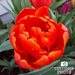 Brownie Double Late Tulips -Plants Shop 36100 tulipa brownie 3