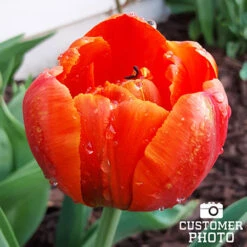 Brownie Double Late Tulips -Plants Shop 36100 tulipa brownie 4