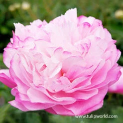 Peony Collection -Plants Shop 36105 joker peony