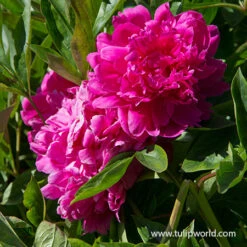 Peony Collection -Plants Shop 36106 kanas peony